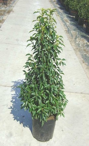 Foto: Prunus lusitanica angustifolia 100 125