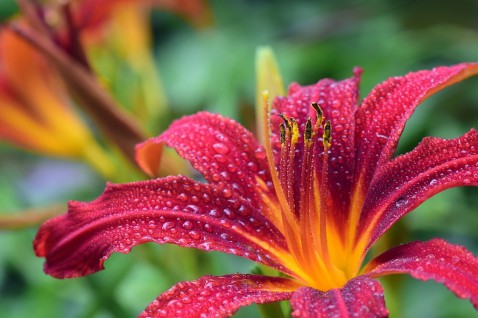 Foto : Van tuin tot woonparadijs: creëer harmonie met bloemen