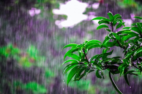 Foto : Wat regen doet voor je tuin - 10 ideeën om je op weg te helpen!