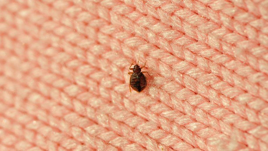 Foto: 000-bedwants-bedbug-wandluis-bedluis-bestrijden-ongedierte-hulp-tips