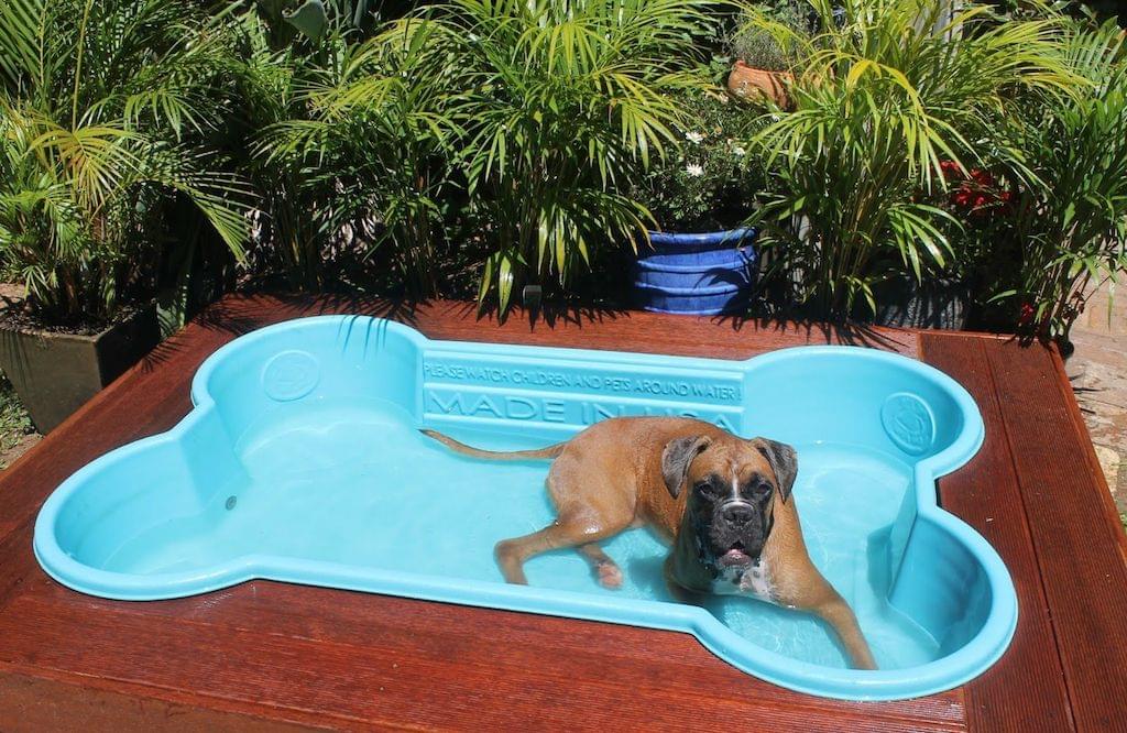 zwembad-hond-kat-konijn-huisdier-koel-zomer-hitte-warmte-bron-dogpools