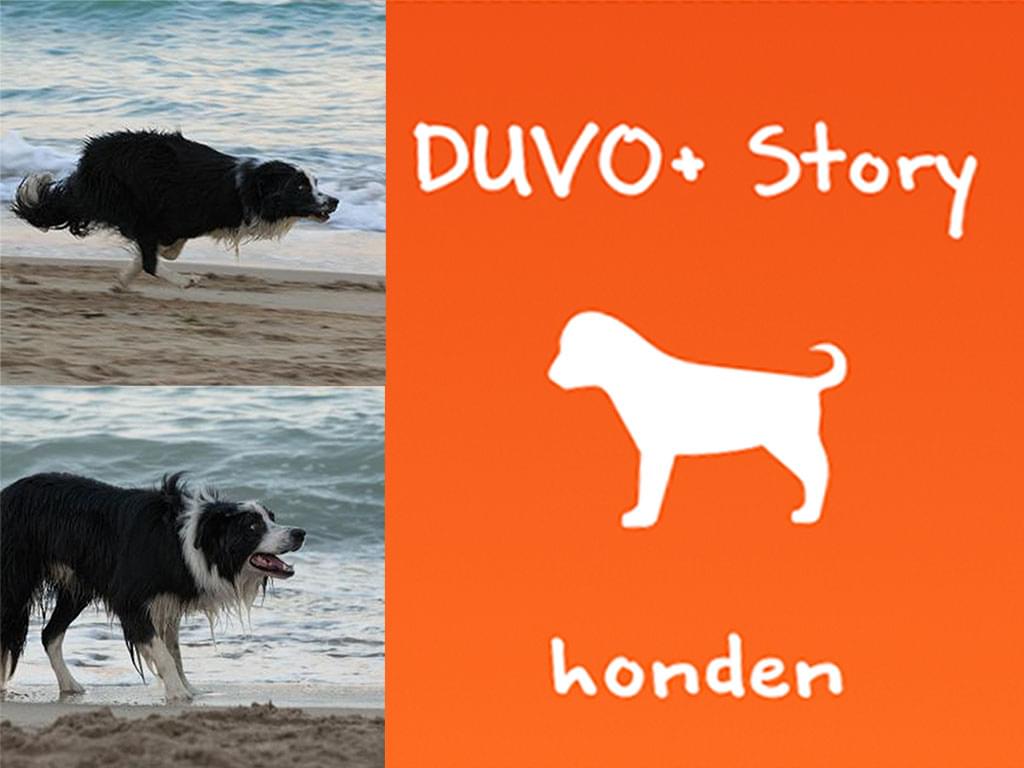 Foto: DUVO-story-bordercollie-hond-huisdier