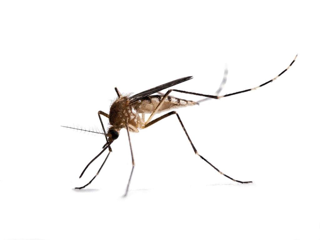 NRC-muggen-mug-ongedierte-bestrijden-voorkomen-muggenbeet-behandelen-wegjagen