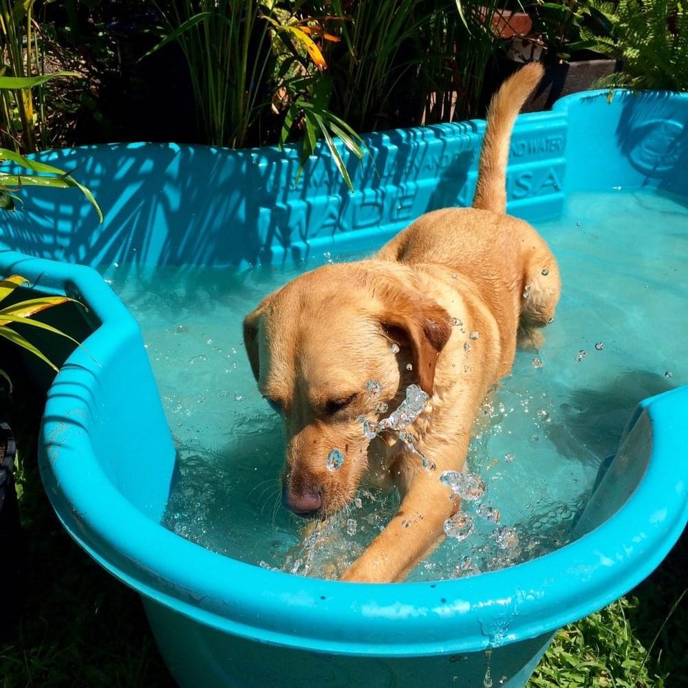Foto: zwembad-hond-kat-konijn-huisdier-koel-zomer-hitte-warmte-bron-dogpools
