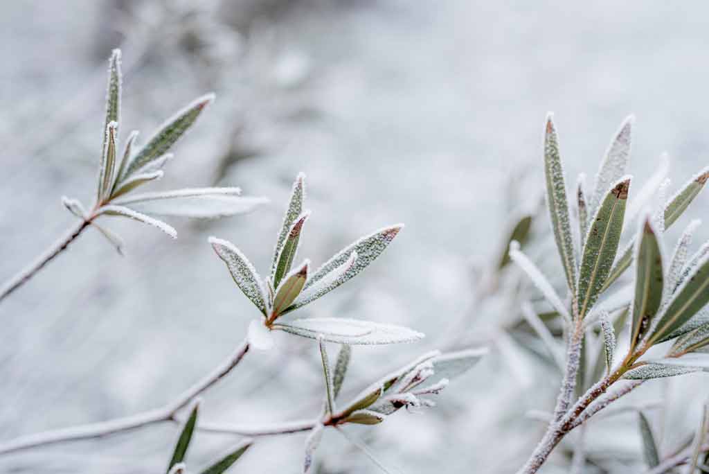 Foto: tuin-winterproof-maken