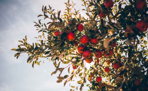 Foto : Waarom fruitbomen een echte toevoeging in je tuin zijn