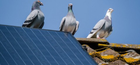 Foto : Bijna helft zonnepanelenbezitters maakt panelen nooit schoon
