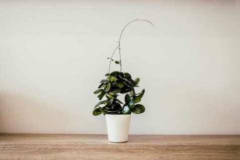 Foto : Welke plant past het beste bij jouw interieur?