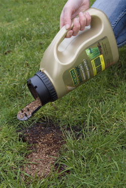 Snelle oplossing voor gazonprobleem: kale plekken en mosvorming zijn een veel voorkomend probleem.