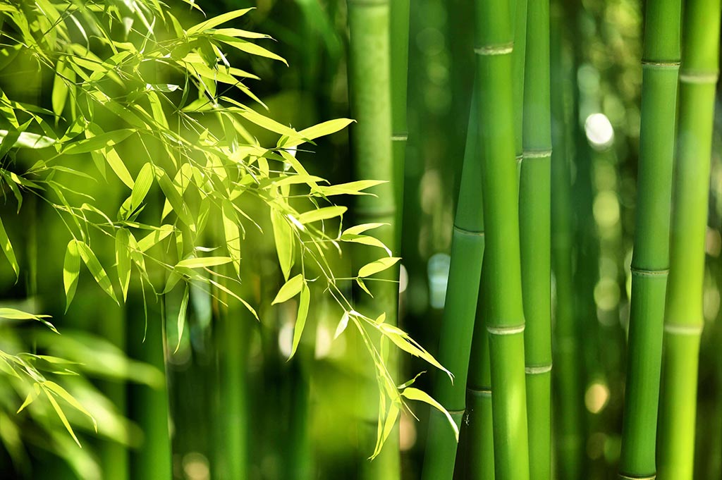 Foto: bamboe candia strom