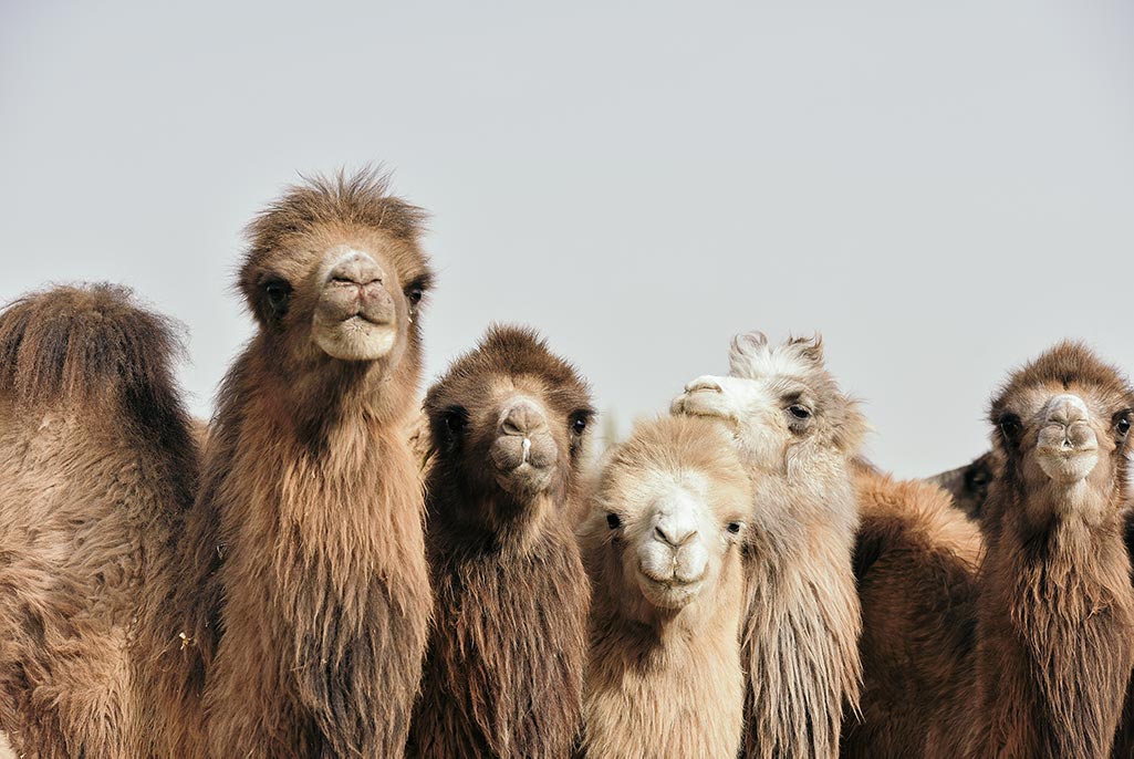 Foto: kameel candia strom