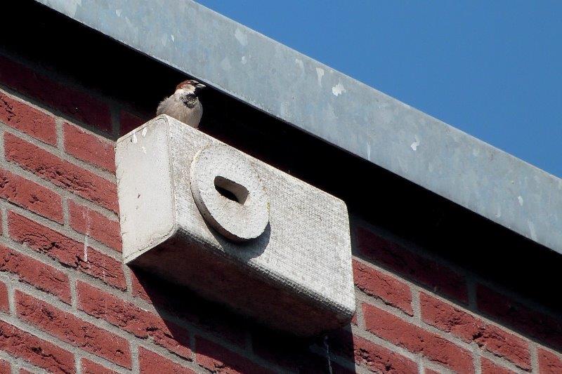 Foto: Duurzaam bouwen en energeineutraal bouwen  Neststenen vogels