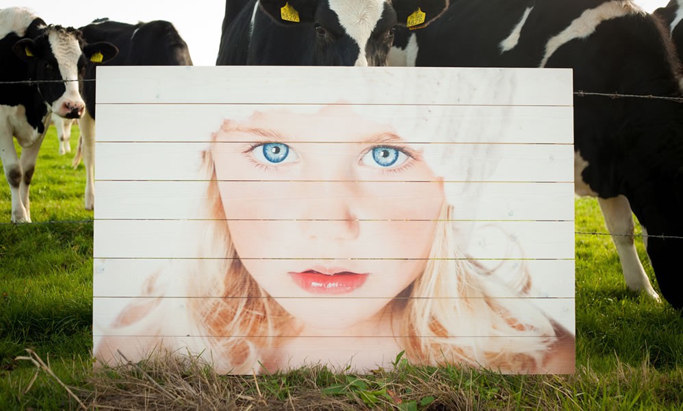 Foto: meisje koeien