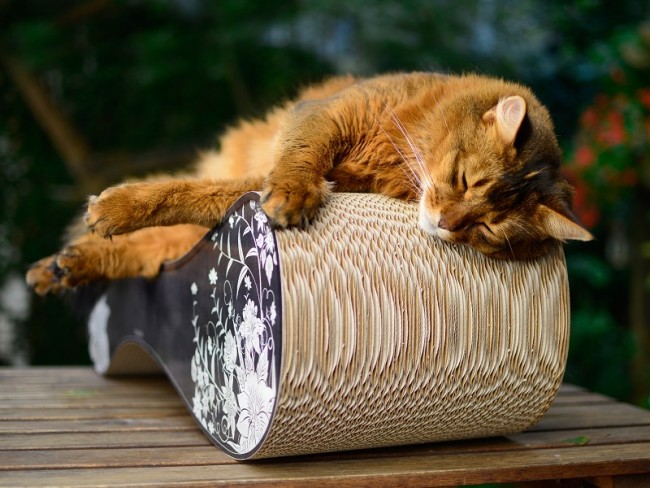 Foto: 3 3 qualitycat cat on le ver medium krabpaal krabmeubel karton