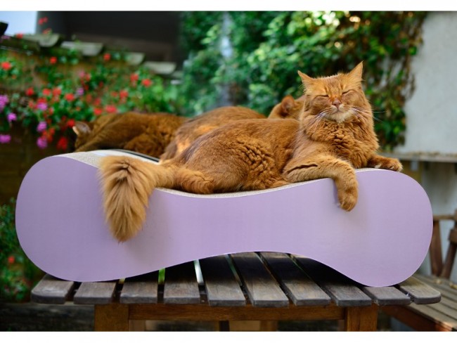 Foto: 3 qualitycat cat on le ver medium krabpaal krabmeubel karton