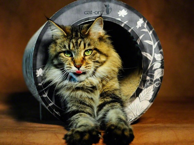 Foto: 8 quality cat cat on le tube medium krabplank krabmeubel golf karton