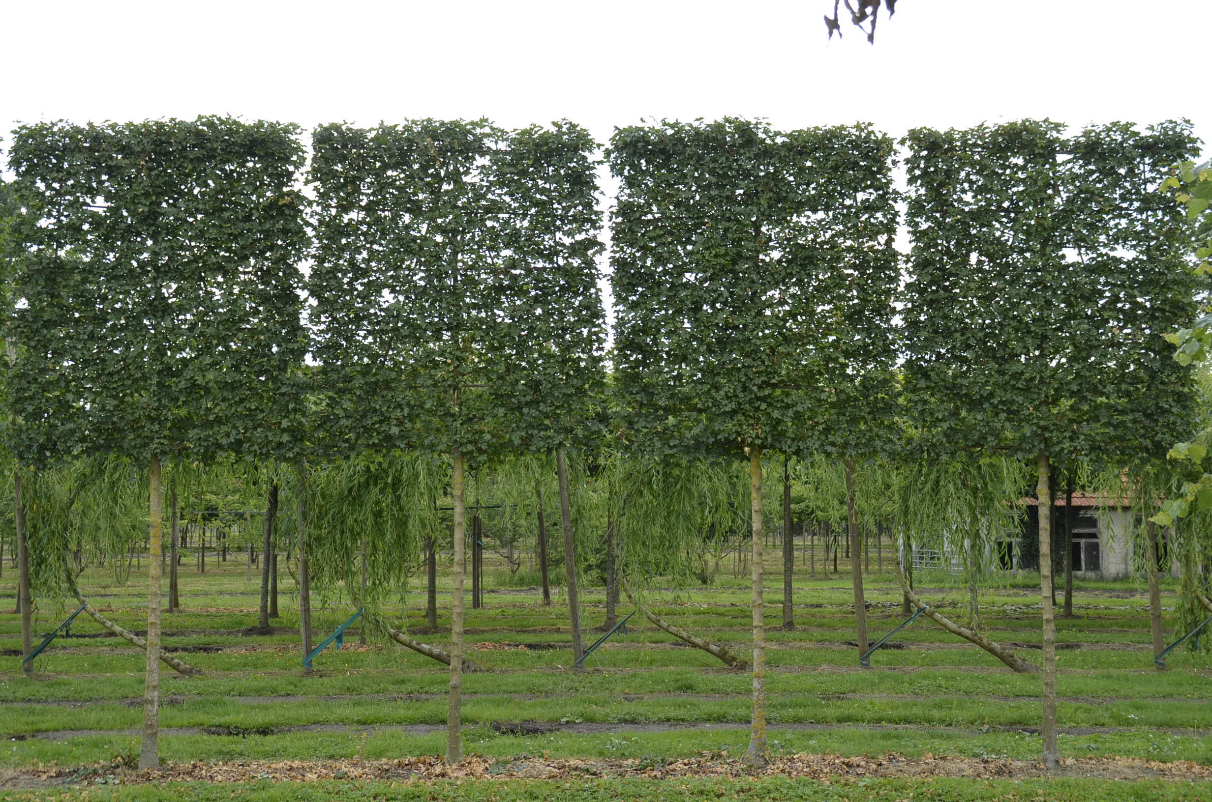 Foto: Acer campestre Elsrijk Schermvorm 20 25  2 