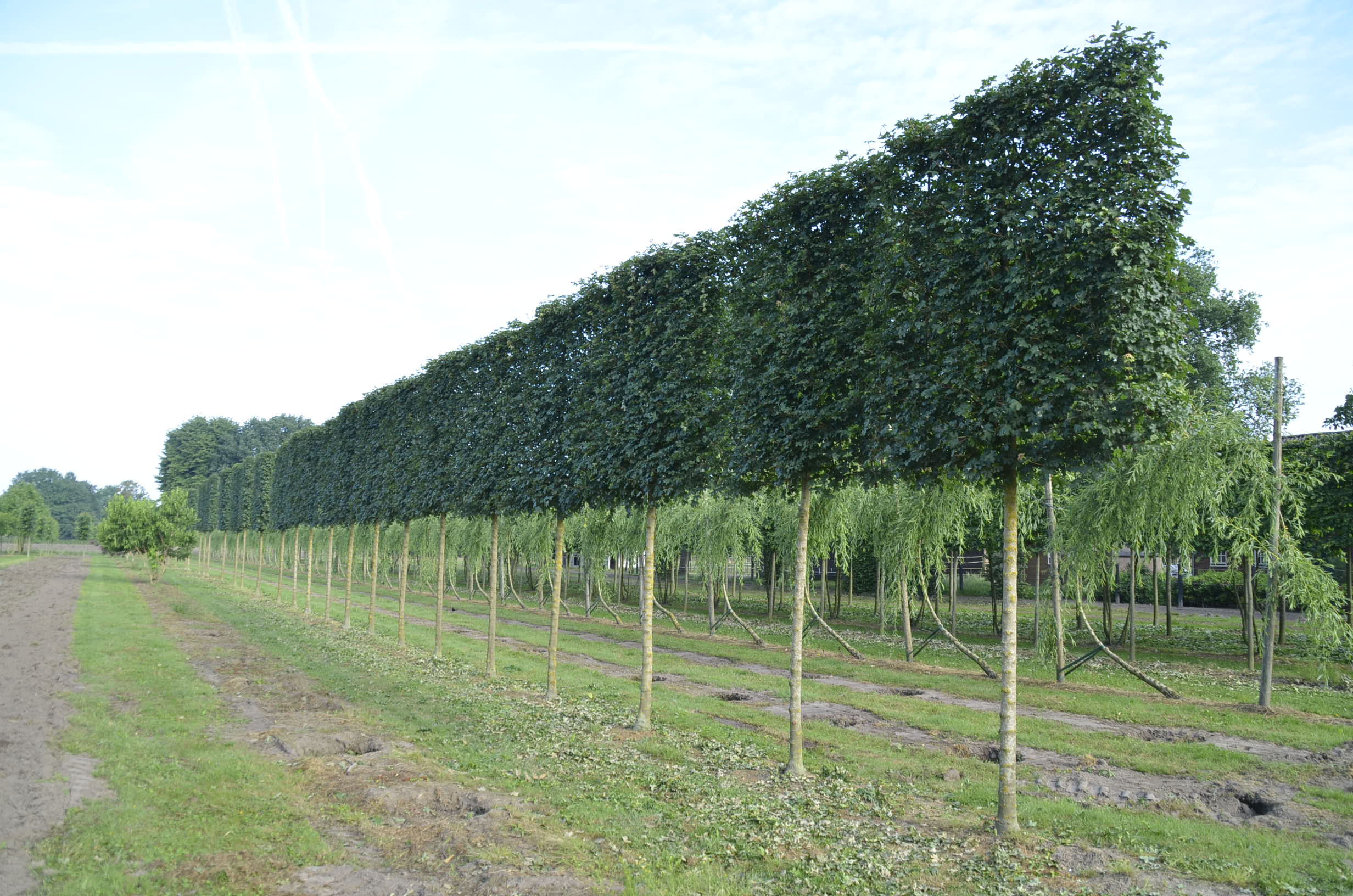 Foto: Acer campestre Elsrijk Schermvorm 20 25  3 