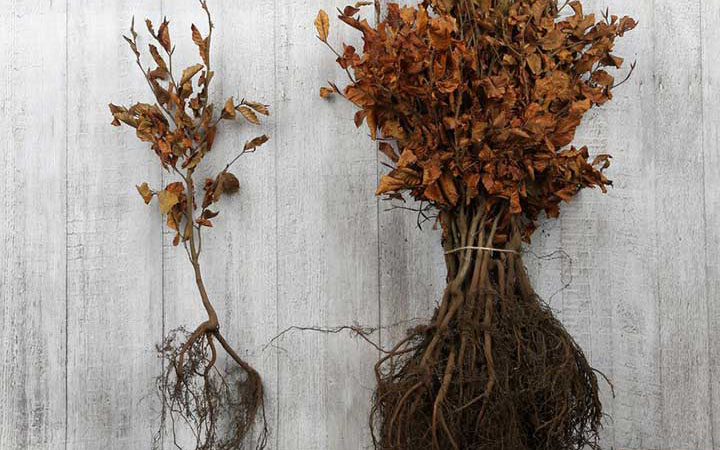 Foto: Blote wortel 1 tumbnail