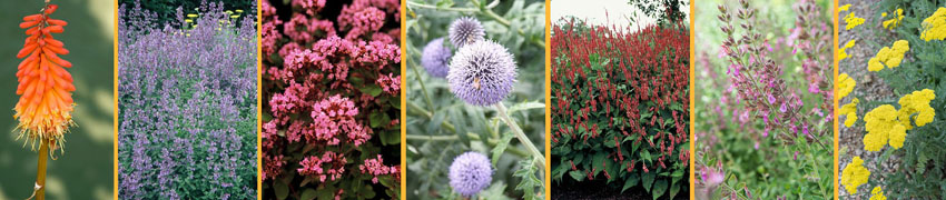 Cottage borderpakket