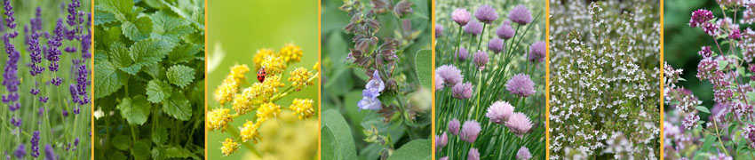 Kruiden borderpakket