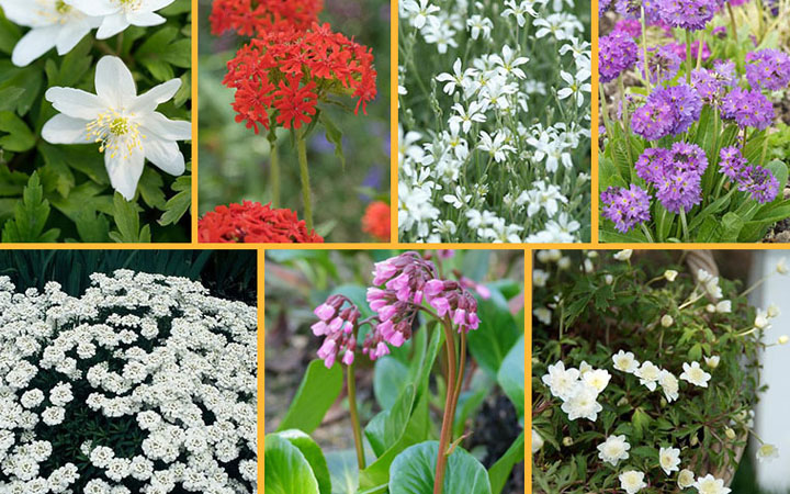 Foto: Lentebloeind laag borderpakket tumbnail