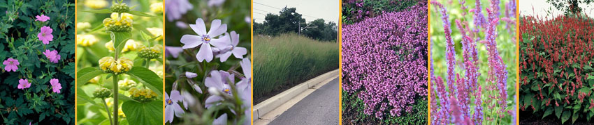 Onderhoudsarm pasteltinten borderpakket