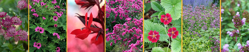 Paars-rood-roze borderpakket