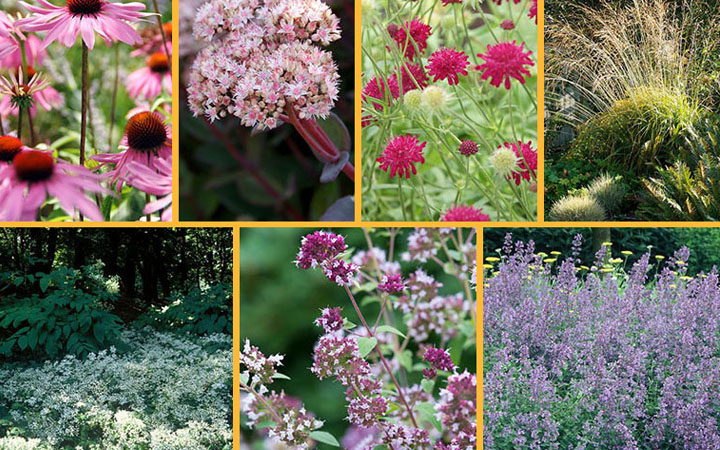 Foto: Prairie borderpakket tumbnail