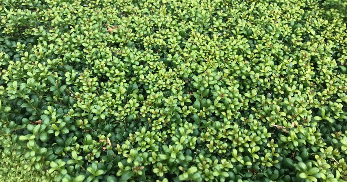 Foto: Buxus vervanger 4