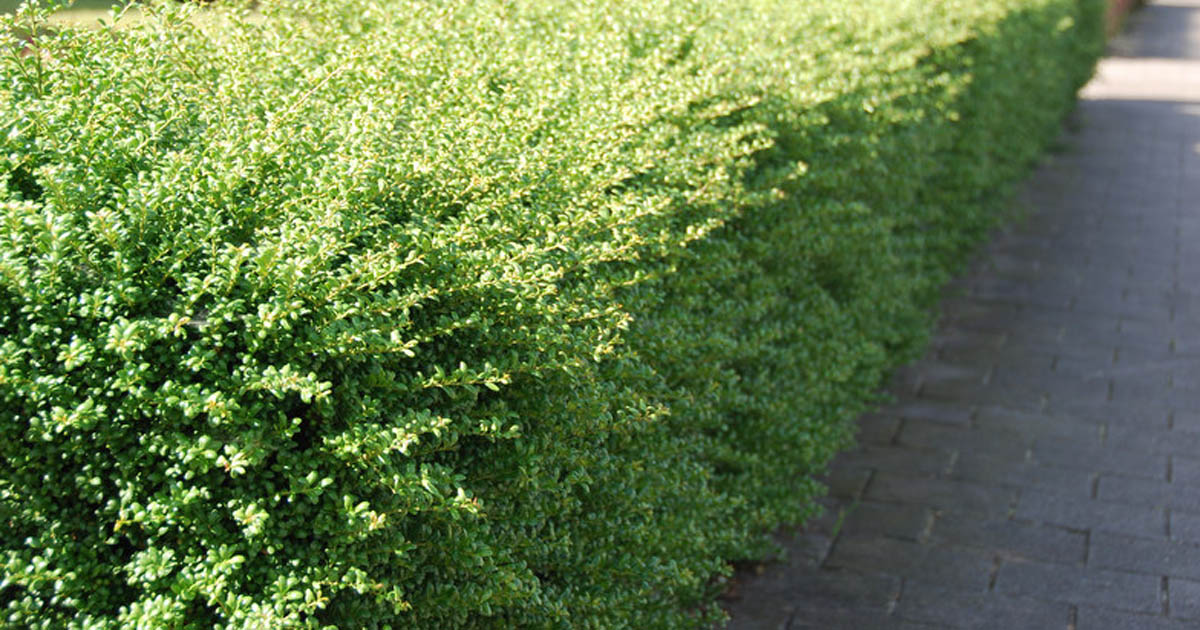 Foto: Buxus vervangers 3