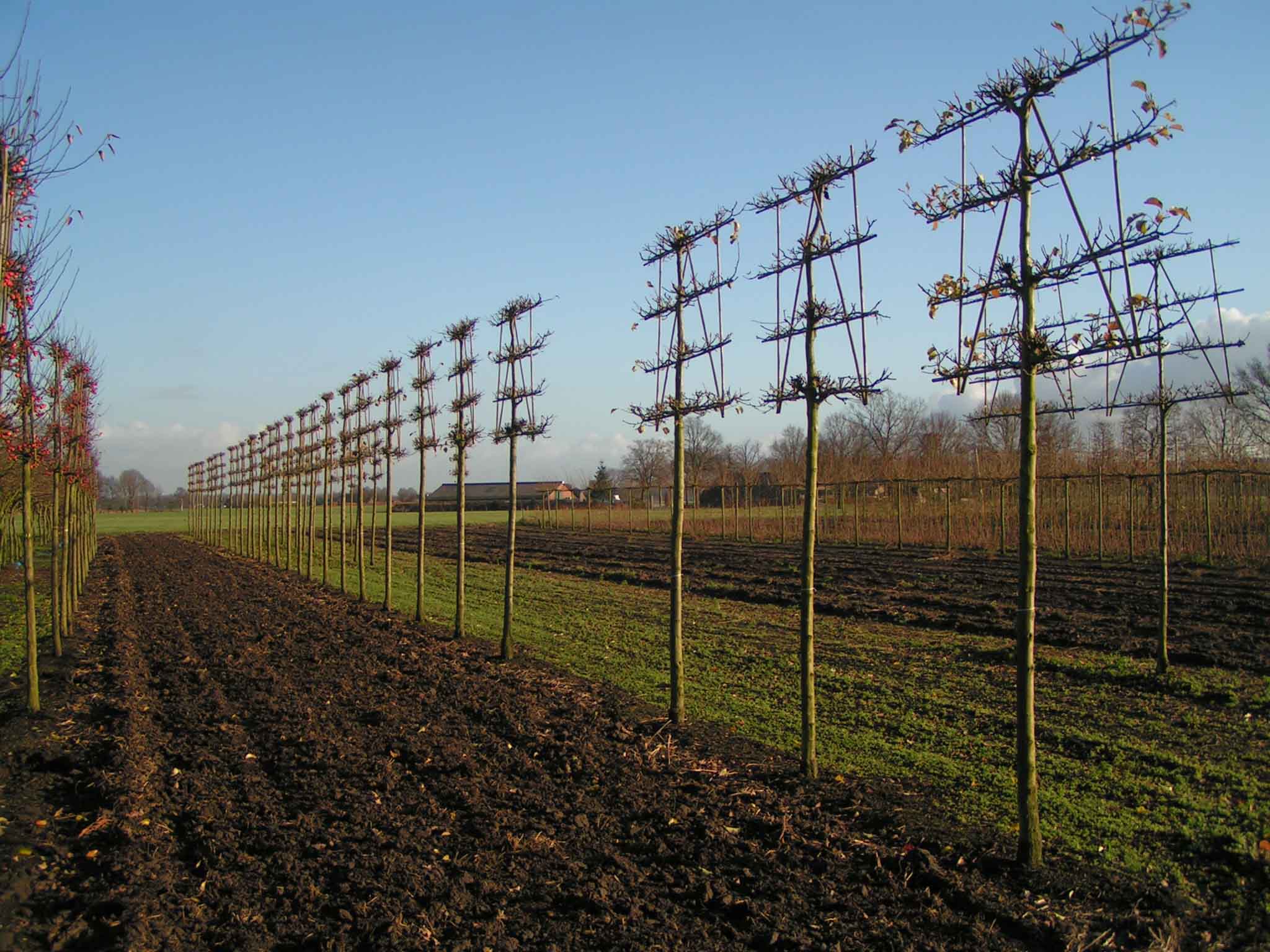 Foto: Pyrus calleryana Chanticleer 5