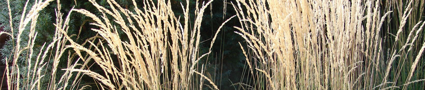 Struisriet 'Karl Foerster'