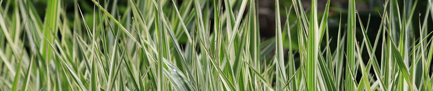 Japanse zegge 'Everest'