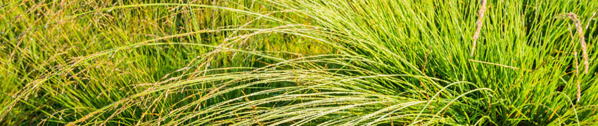 Pijpenstrootje 'Edith Dudszus'