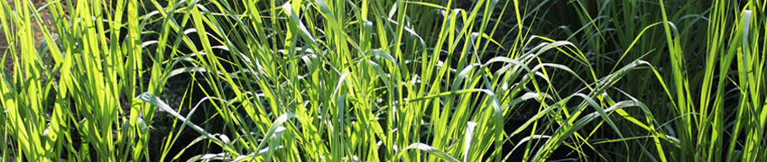 Vingergras 'Northwind'