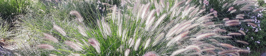 Lampenpoetsersgras 'Hameln'