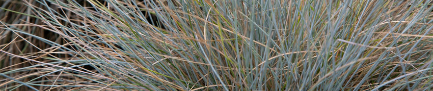 Zwenkgras 'Elijah Blue'