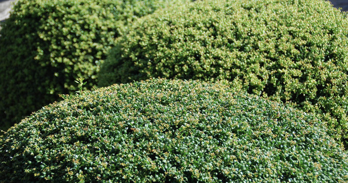 Foto: buxus vervanger 5
