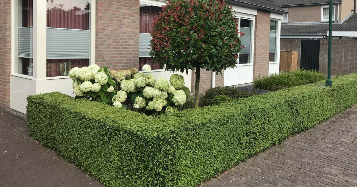 Foto: buxusvervangers 1