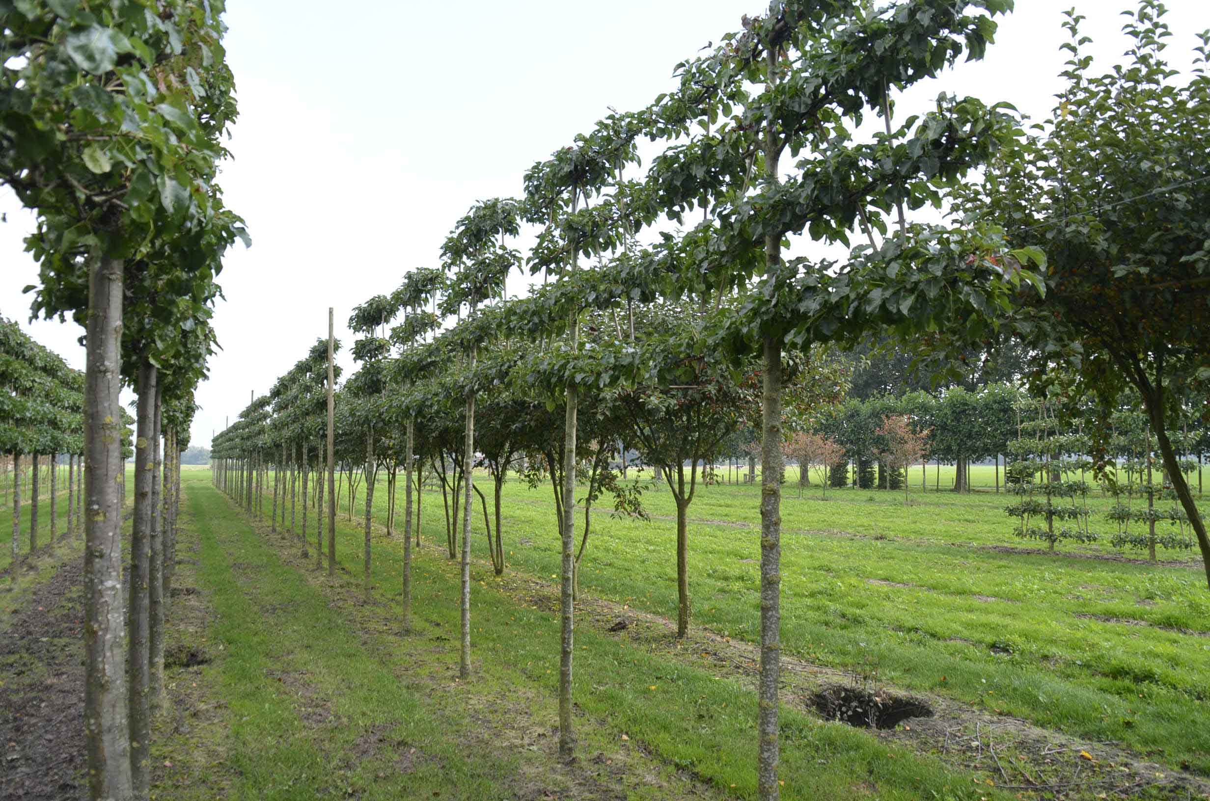 Foto: pyrus calleryana chanticleer 250 300 cm kluit  1120