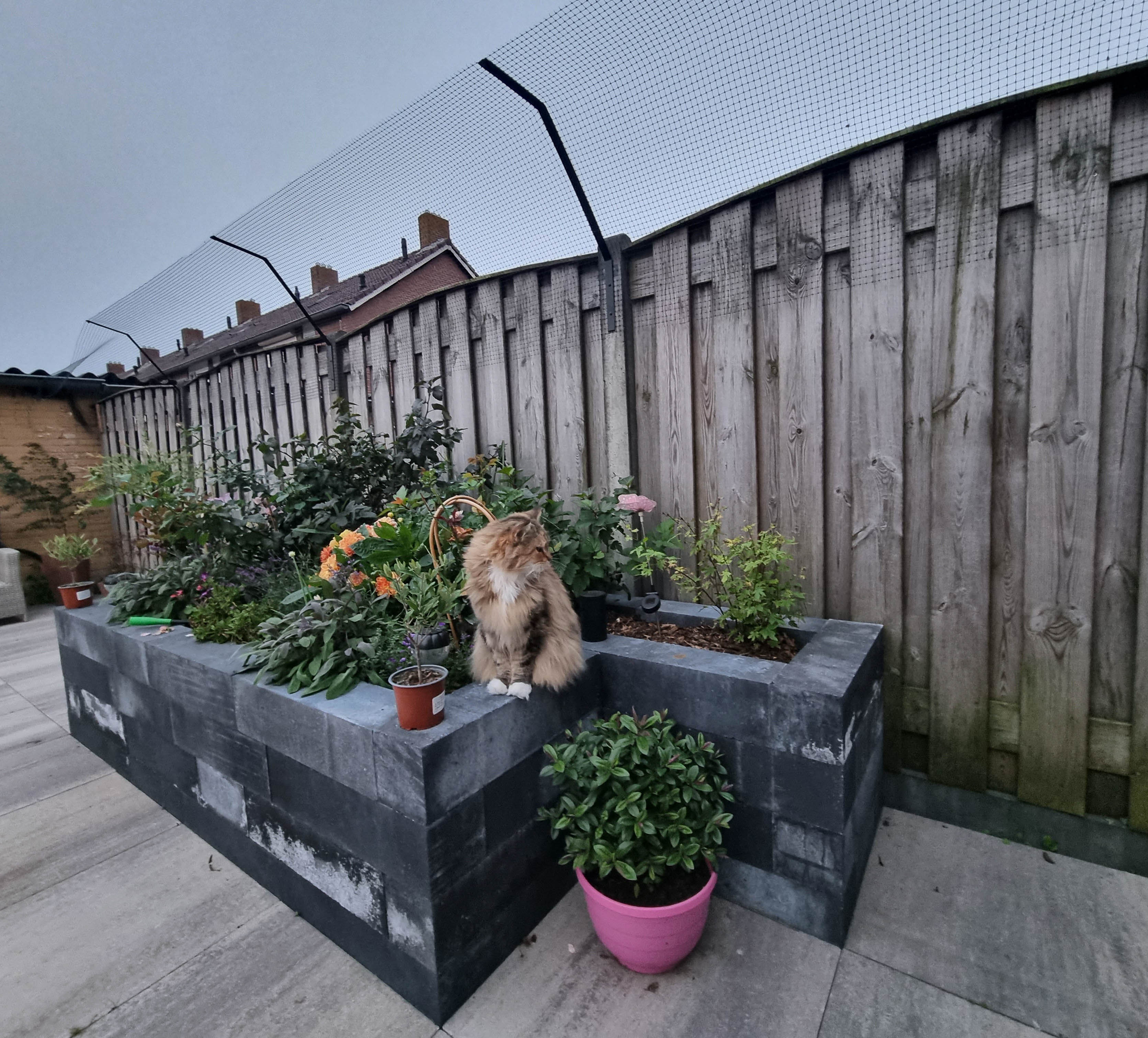 Foto: cathappy kattengaas