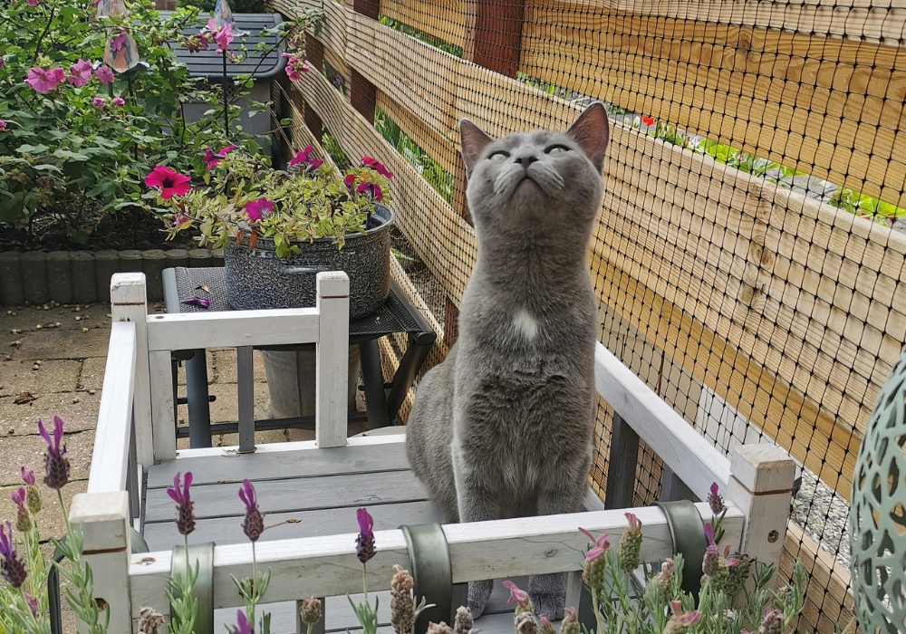 Foto: cathappy kattengaas  3 