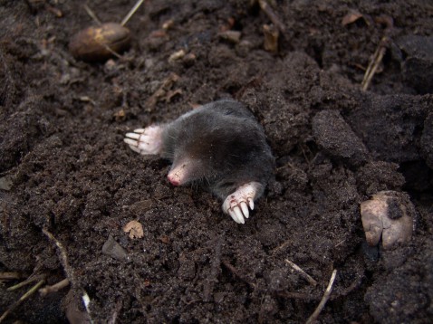 Foto : Mollengaas: de beste bescherming voor een mooi gazon zonder mollen