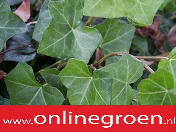 Foto: Bodembedekker Hedera helix