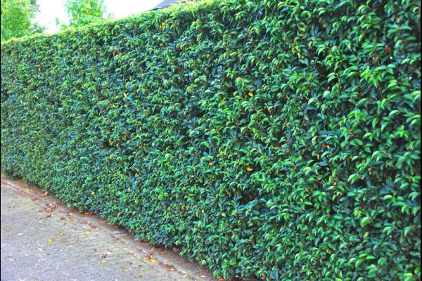 Foto: Online groen portugese laurier