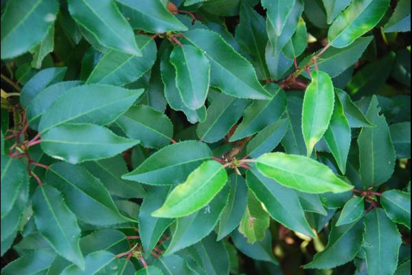 Foto: online groen portugese laurier1