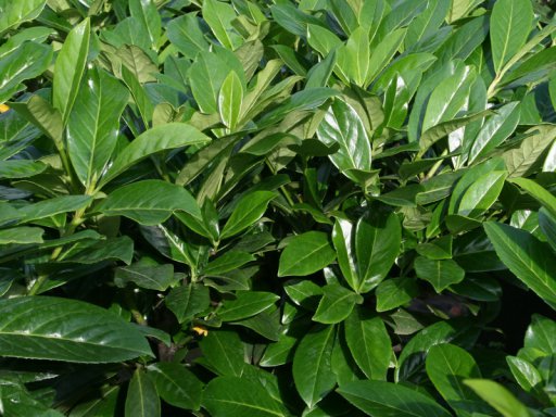 Foto: onlinegroen laulierkers2