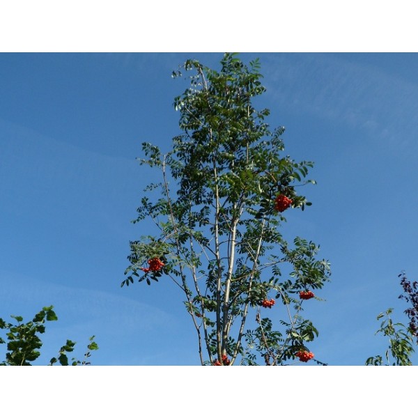 Foto: onlinegroen lijsterbes