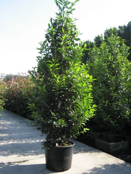 Foto: onlinegroen portugese laurier2